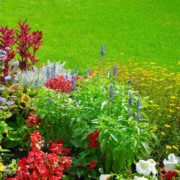 夏花のベッドと緑の芝生 複数の色のスミレの花のパターン — ストック写真