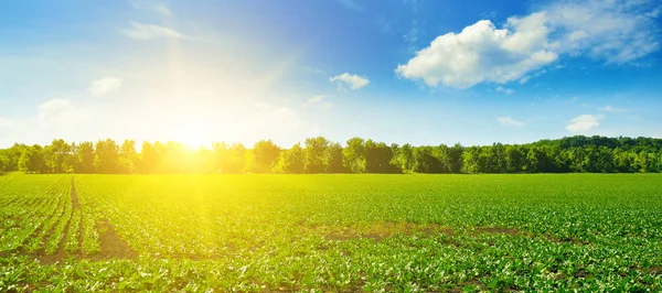 风景如画的绿色甜菜田和蓝天上的太阳 农业景观 宽幅照片 — 图库照片