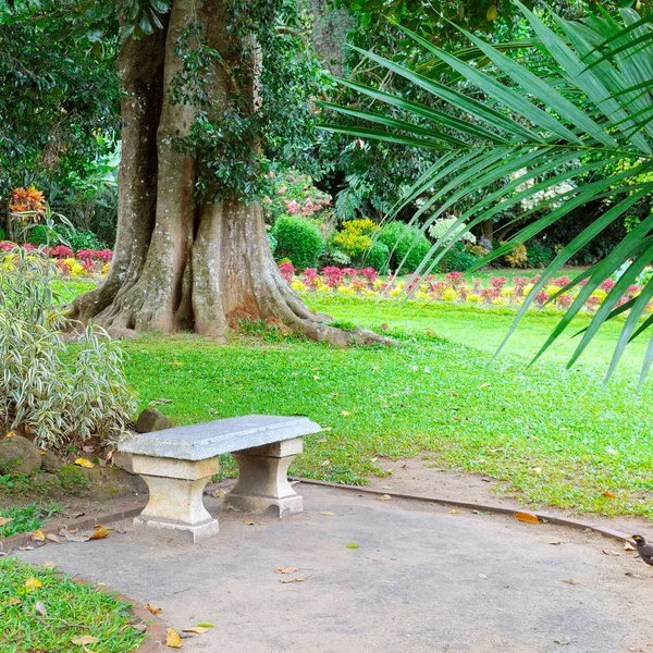 Hermoso parque tropical y banco de piedra para la relajación . — Foto de Stock