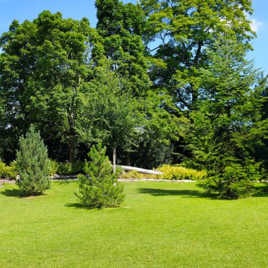 Yaz park, çayır ve mavi gökyüzü.