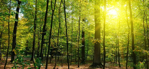 Autumn Forest Yellow Leaves Sun Set Wide Photo — Stock Photo, Image
