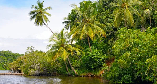 Tropikal palmiye orman nehir kıyısında. Sri Lanka. Geniş fotoğraf.