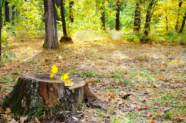 Alter Baumstumpf Herbstpark — Stockfoto