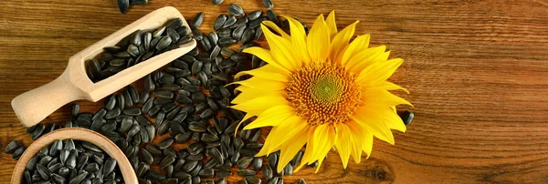 Seeds sunflower and flower on a wooden background. Wide photo. — Stock Photo, Image