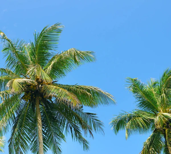 Tropische Palmen und blauer Himmel. — Stockfoto