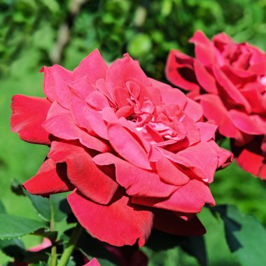 Yaz bahçesinde güzel güller .