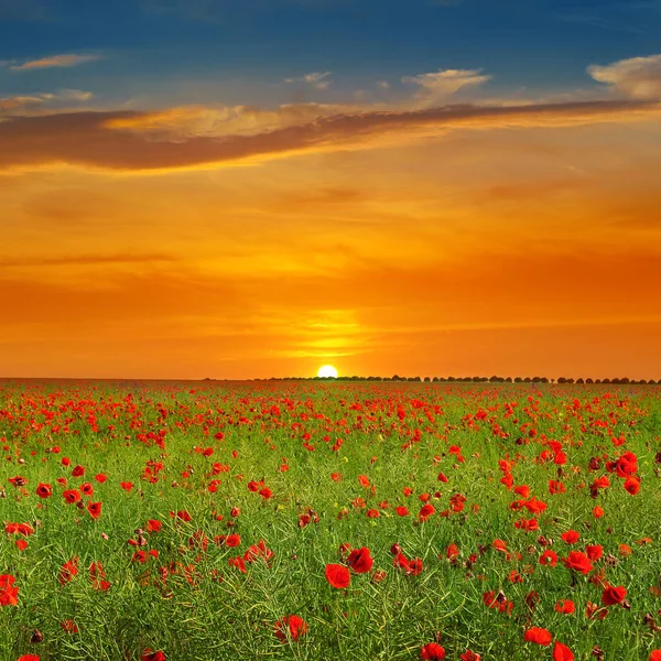 Field with poppies and sunrise. Spring landscape.