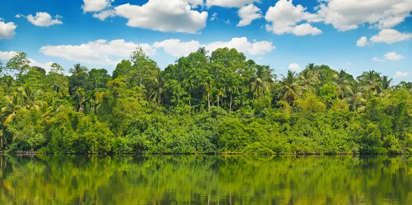 Tropischer Palmenwald Ufer Des Flusses Sri Lanka Wide Photo — Stockfoto