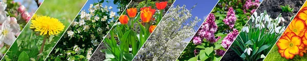 Frühlingsblumen Und Blühende Bäume Panoramische Collage Breites Bild — Stockfoto