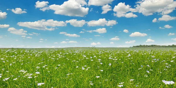 Campos com linho florido e céu azul. Ampla foto . — Fotografia de Stock