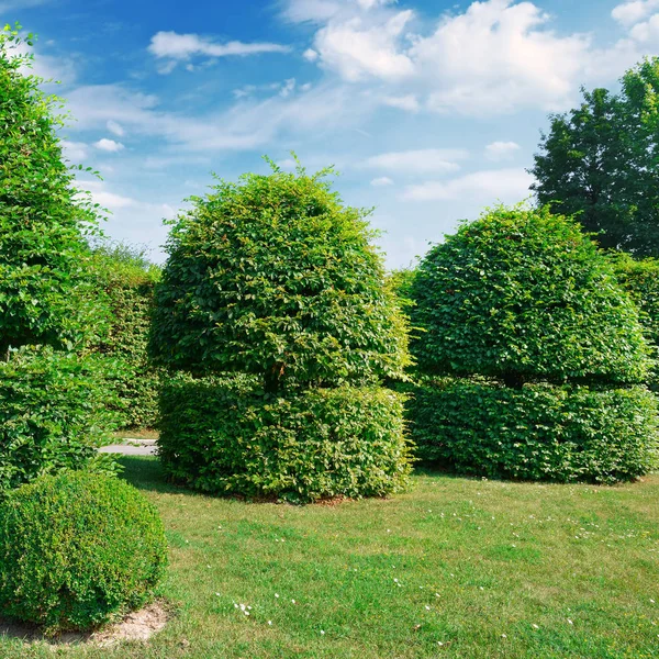 Hedges and ornamental shrub in a summer park.