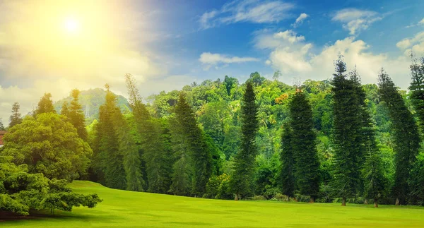 Sommerpark, Hecke, grüne Wiese und Sonne am blauen Himmel. — Stockfoto