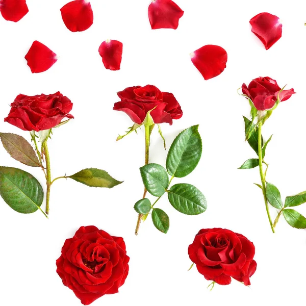 Flowers Composition Red Roses Isolated White Background Flat Lay Top — Stock Photo, Image