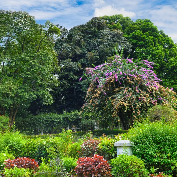 Csodálatos Trópusi Park Gyönyörű Fák Virágok — Stock Fotó