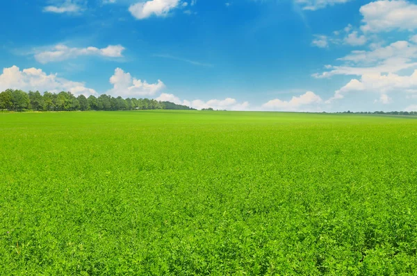 Green Field Blue Sky Light Clouds Agricultural Landscape — Stock Photo, Image