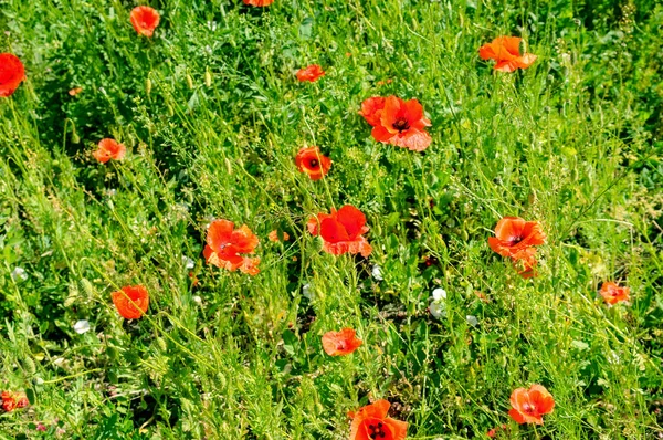 Алые Маки Фоне Зеленой Травы Сосредоточься Цветке Мелкая Глубина Резкости — стоковое фото