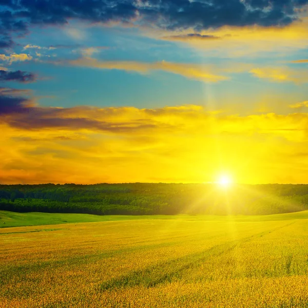 Сельскохозяйственный Пейзаж Пшеничное Поле Восхитительный Восход Солнца — стоковое фото
