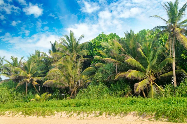 Palmiers Tropicaux Sur Plage Sable Ciel — Photo