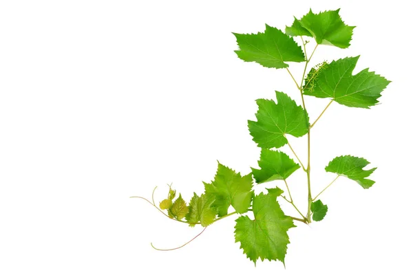 Виноград Листья Изолированы Белом Фоне Свободное Место Текста — стоковое фото
