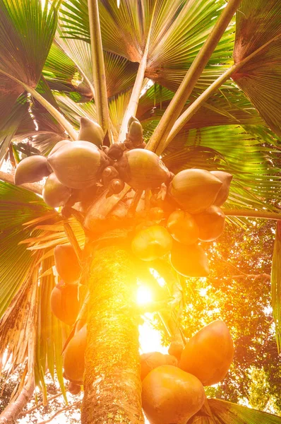 Ramos Coqueiros Sob Céu Azul Sol Estilo Retro Vintage Jardim — Fotografia de Stock