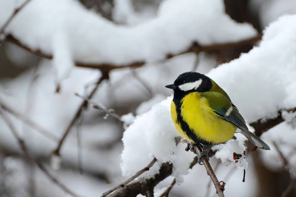 Titmouse sits on tree branch in winter. — Stock Photo, Image