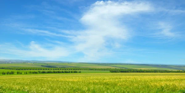 Grünes Feld und blauer Himmel mit leichten Wolken. breites Foto. — Stockfoto
