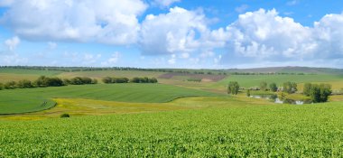 Yeşil tarla ve açık bulutlu mavi gökyüzü