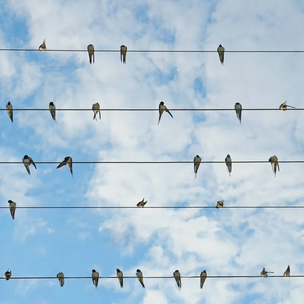 Flock of swallows on blue sky . — Stock Photo, Image