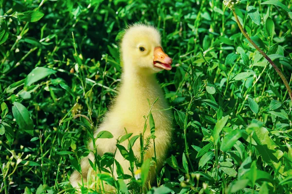 Un pequeño ganso en la hierba verde . —  Fotos de Stock