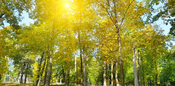 Autumn Forest Yellow Leaves Sun Set Wide Photo — Stock Photo, Image