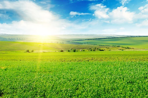 Зеленое поле и голубое небо с легкими облаками. Над горизонтом — стоковое фото