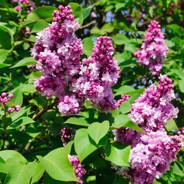 Mor leylak çiçekleri bahar çiçekleri arka planı.