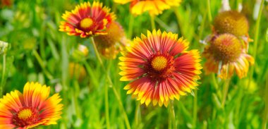 Güzel arka plan Bahçe çiçek. Geniş fotoğraf