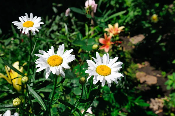 Vita Trädgården Daisy Blomma Säng Selektivt Fokus — Stockfoto