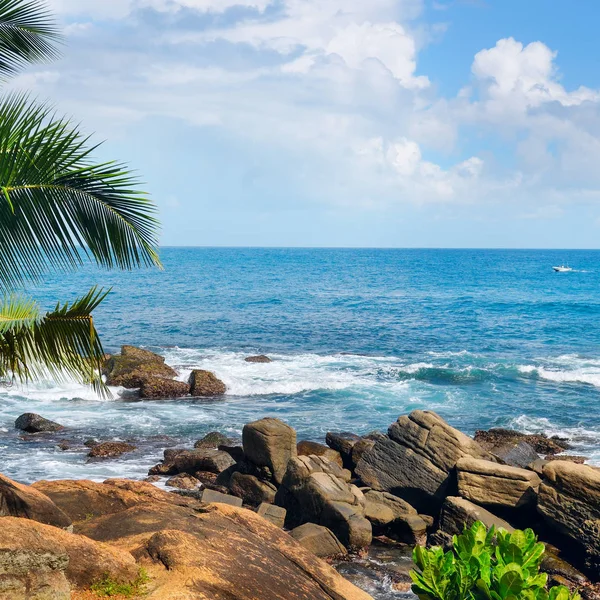 De tropische oceaan strand met rotsen en palmbomen — Stockfoto