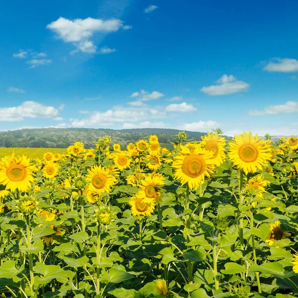 Veld met bloeiende zonnebloemen en bewolkte hemel. — Stockfoto