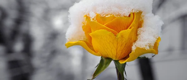 Rosa amarela delicada em um canteiro de flores coberto com neve fresca. Sim. — Fotografia de Stock