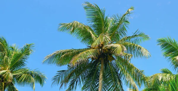 Tropikalne palmy i błękitne niebo. Szeroki zdjęcie — Zdjęcie stockowe