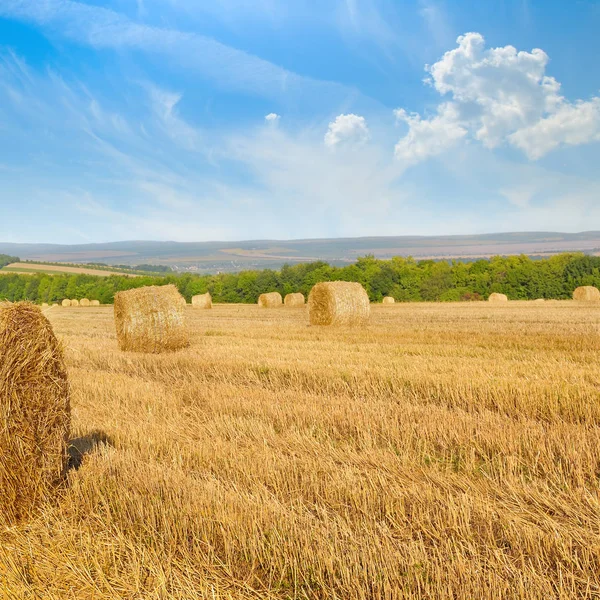Straw bales on wheat field and blue sky. — Stock Photo, Image