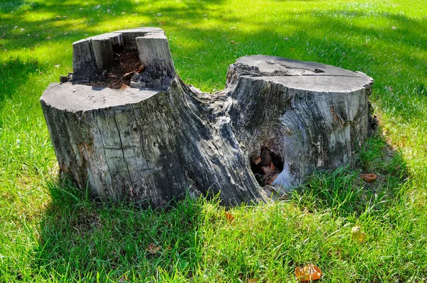 Öreg Stump Háttérben Zöld Egy Nyári Parkban — Stock Fotó