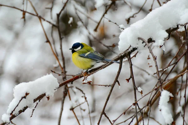 Titmouse sits on tree branch in winter. — Stock Photo, Image