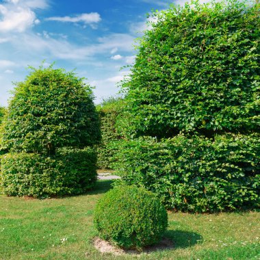 Hedges ve bir yaz parkta süs çalı.