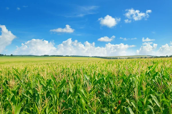 Campo de milho verde e céu azul. — Fotografia de Stock