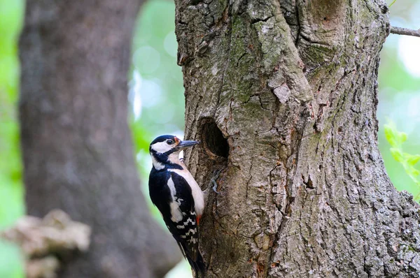 Cute Woodpecker on tree. Green forest background. — Stock Photo, Image