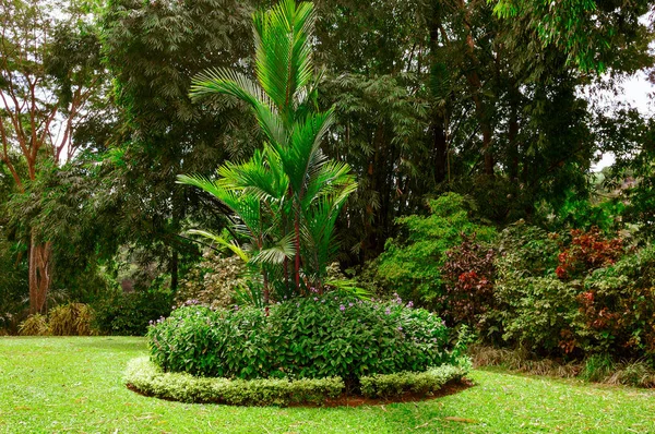 Tropikalny park z pięknymi drzewami i kwiatami. — Zdjęcie stockowe