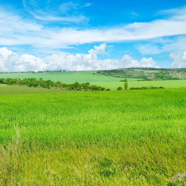 Zielone Pole Błękitne Niebo Jasnymi Chmurami Krajobraz Rolny — Zdjęcie stockowe