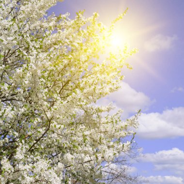 Güzel çiçek açması ağacı dalı. Kiraz - Sakura ve güneş ile