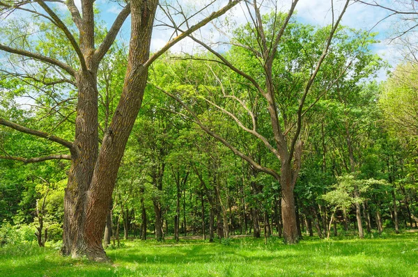 Wald im Frühling mit grünen Bäumen und hellem Tag. — Stockfoto