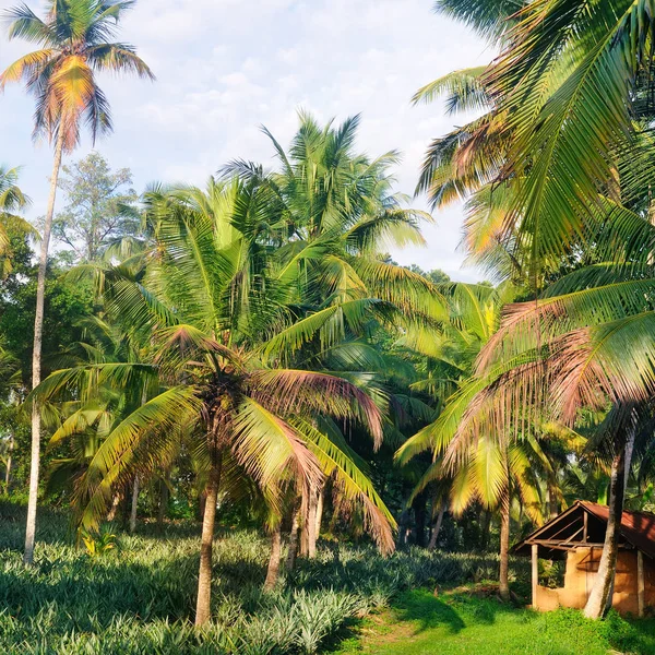 Jardim tropical com coqueiros e plantação de abacaxi . — Fotografia de Stock