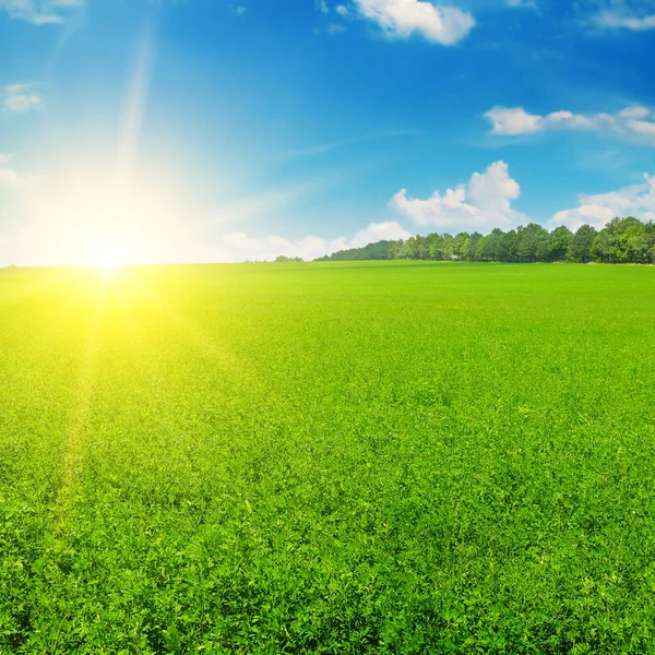 Grönt fält och solen stiga i den blå himlen. — Stockfoto